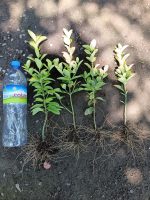Bare Root Boxwood Seedlings – Golden and Green Varieties - الصورة 4