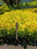 Bare Root Boxwood Seedlings – Golden and Green Varieties - الصورة 5