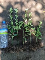 Bare Root Boxwood Seedlings – Golden and Green Varieties
