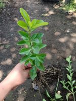 Bare Root Boxwood Seedlings – Golden and Green Varieties 7