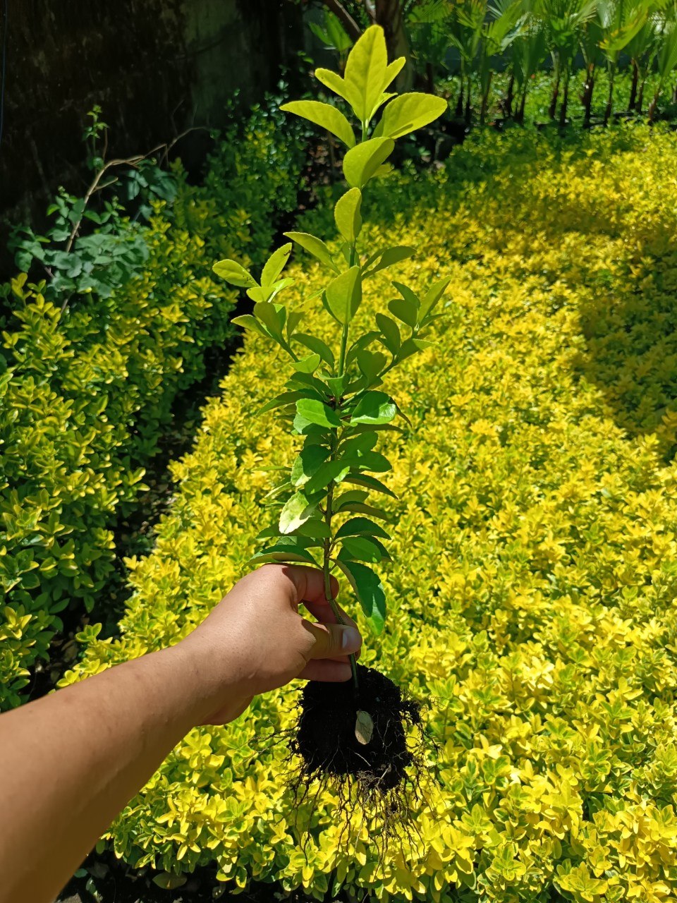 Bare Root Boxwood Seedlings – Golden and Green Varieties Bare Root Boxwood Seedlings – Golden and Green Varieties