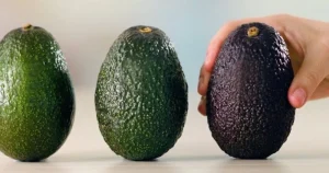 Cartel Avocados money laundering