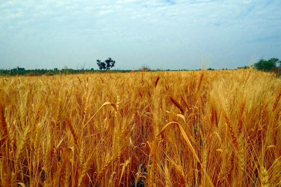 How Integrated Platforms Streamline Grain Trade