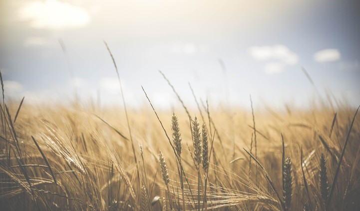 Practical Strategies for Profiting in Volatile Grain Markets