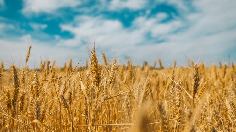 Wheat Market