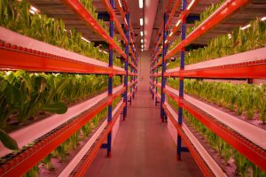 Bustanica vertical hydroponic cultivation racks under LED lighting