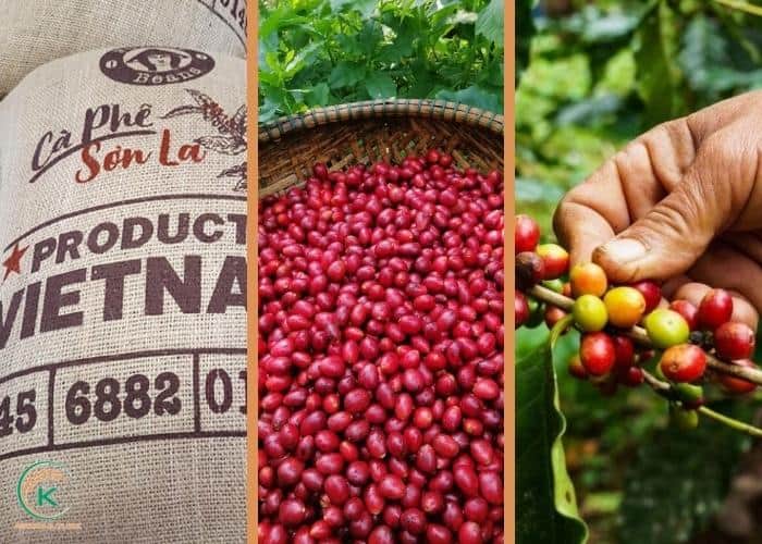 Vietnam Coffee Exports 2026