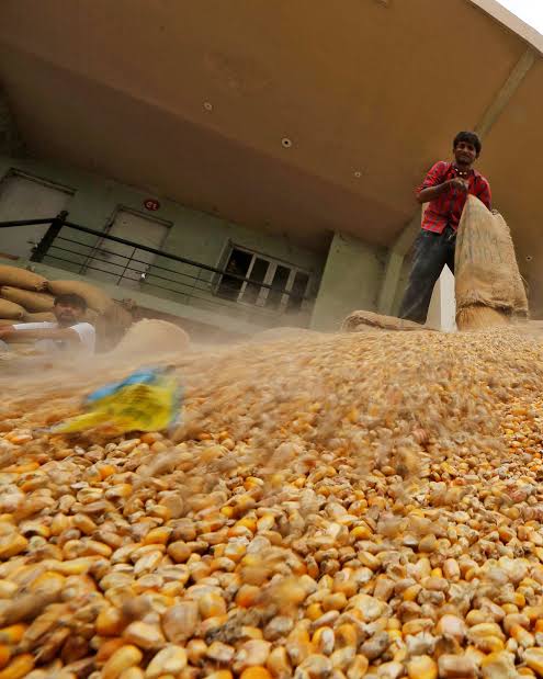 India's corn